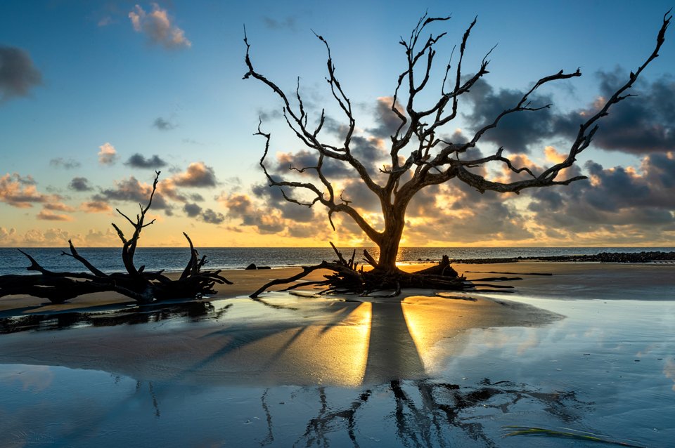 Photographie de la plage avec du bois flotté de l'île de Jekyll